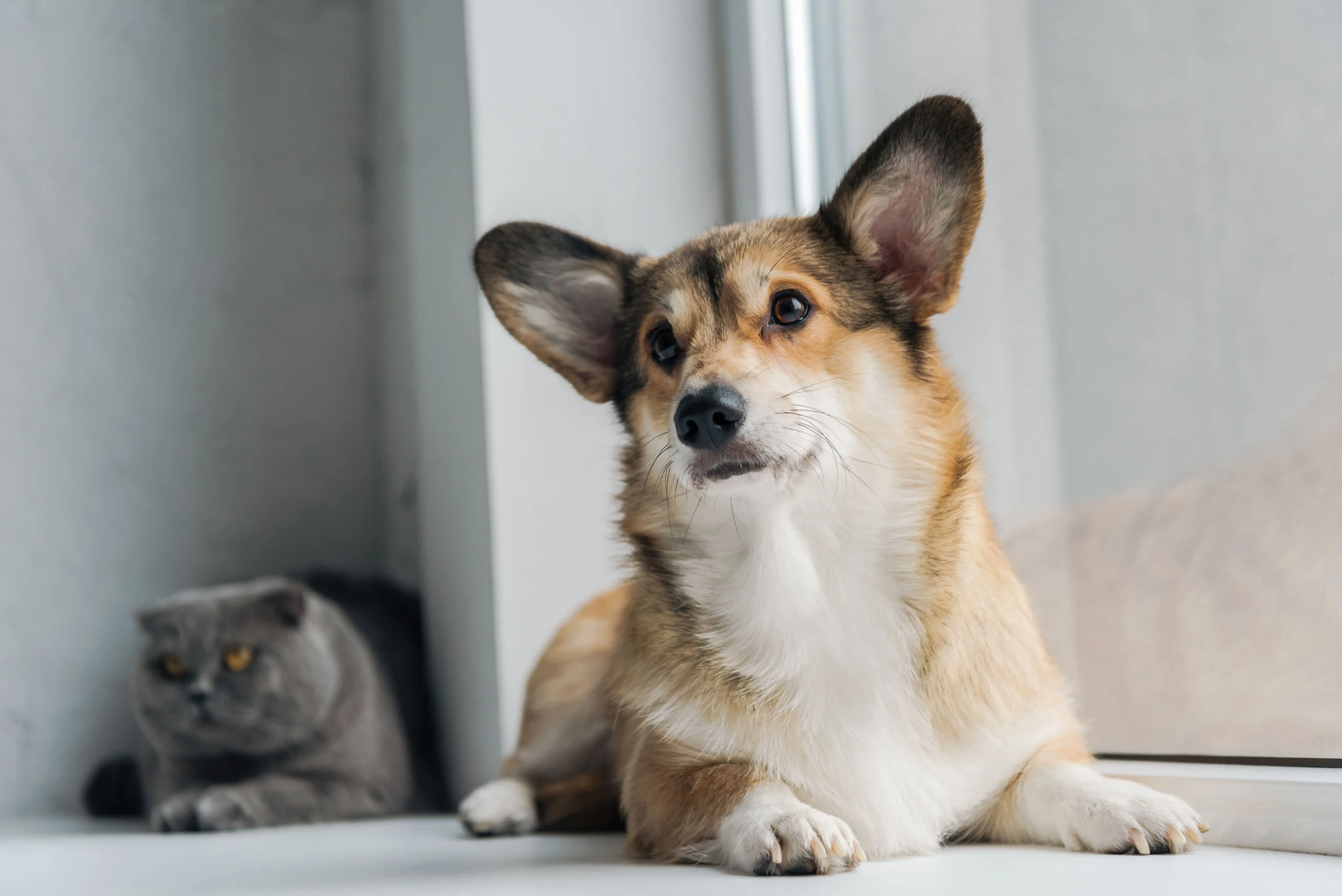 Accept Pets in Your Rental Property?
